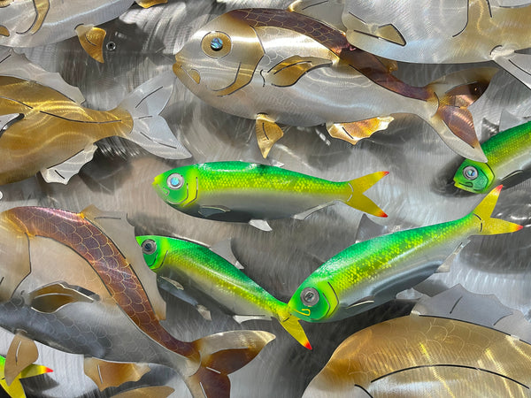 Snapper with green Pilchards