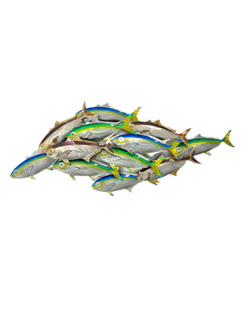 Dozen Kingi school “Multi colours” including paua eyes