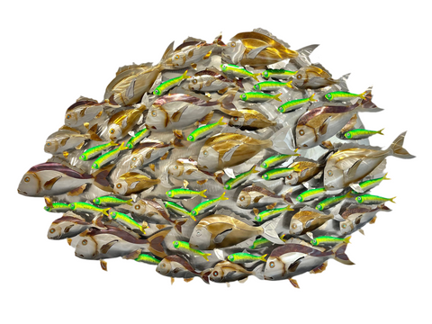 Snapper with green Pilchards