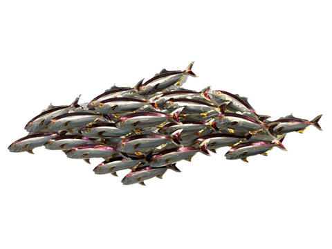 Cruising kingfish pack full "Heat treated"