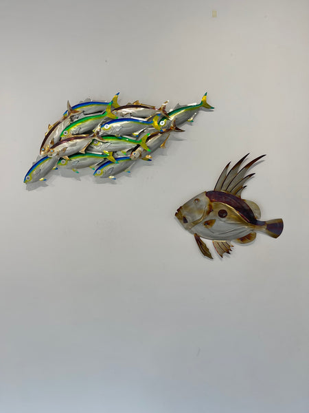 Dozen Kingi school “Multi colours” including paua eyes