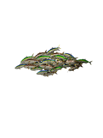 Cruising kingfish pack Triple mix “Heat treated, Green & Blue”