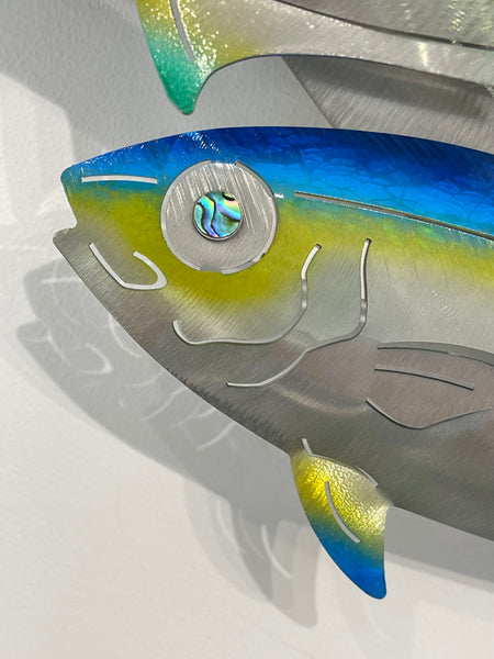 Dozen Kingi school “Multi colours” including paua eyes