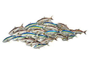 Cruising kingfish pack “Heat treated & Blue”