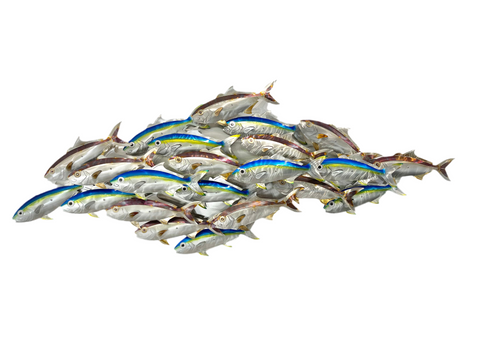 Cruising kingfish pack “Heat treated & Blue”