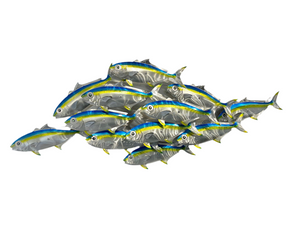 Dozen Kingi school “Airbrush Blue” including paua eyes