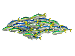 Cruising Kingfish pack “Green & Blue”