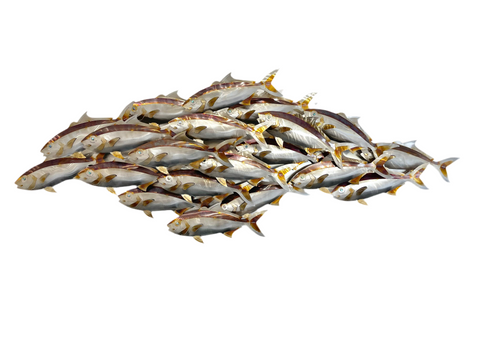 Cruising kingfish pack full "Heat treated"