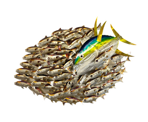 Tuna painted with Heat treated baitfish combo