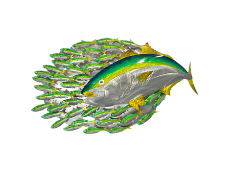 Hunting Kingfish.L bait-ball with Green baitfish mini