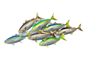 7 Kingfish Triple mix of colour