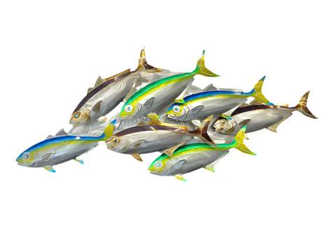 7 Kingfish Triple mix of colour