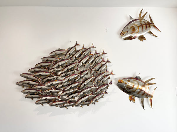 Large Koheru/Kingfish school heat treated multi colourings