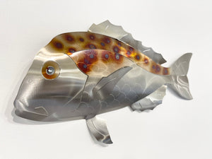 Barely legal spotted snapper