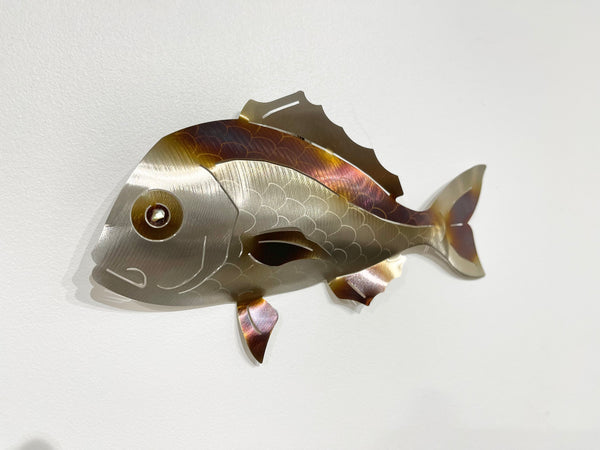 Under size snapper KELPY